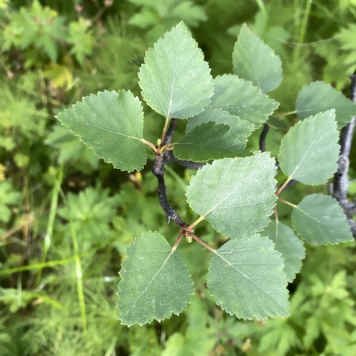 Dunbirk 30-80 cm. - Bundt med 10 stk. barrodsplanter - Betula pubescens
