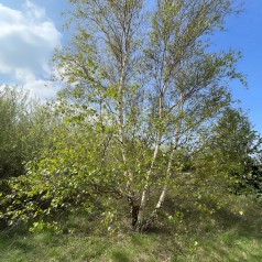 Dunbirk 60-100 cm. - Bundt med 10 stk. barrodsplanter - Betula pubescens
