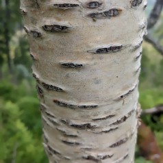 Dunbirk 60-100 cm. - Bundt med 10 stk. barrodsplanter - Betula pubescens