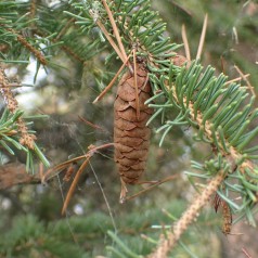 Hvidgran 30-50 cm. - Bundt med 10 stk. barrodsplanter - Picea glauca
