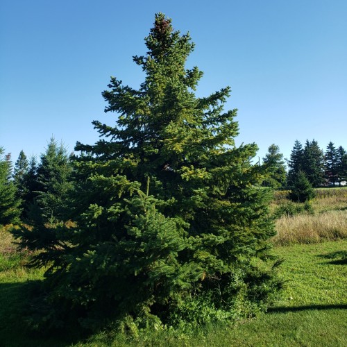 Hvidgran 30-50 cm. - Bundt med 10 stk. barrodsplanter - Picea glauca