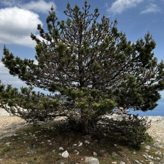 Østrigsk fyr 25-50 cm. - Bundt med 10 stk. barrodsplanter - Pinus nigra austriaca