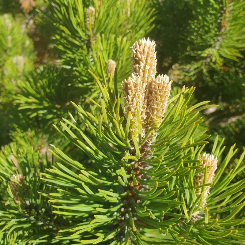 Fransk Bjergfyr 20-40 cm. - Bundt med 10 stk. barrodsplanter - Pinus uncinata