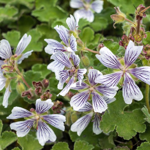 Storkenæb - Geranium renardii