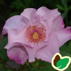 Rose Odyssey - Buketrose