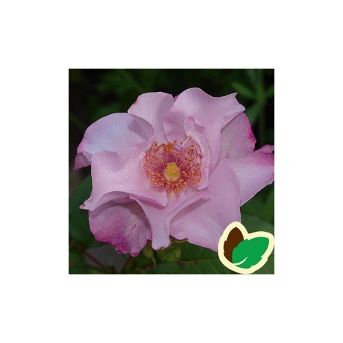 Rose Odyssey - Buketrose