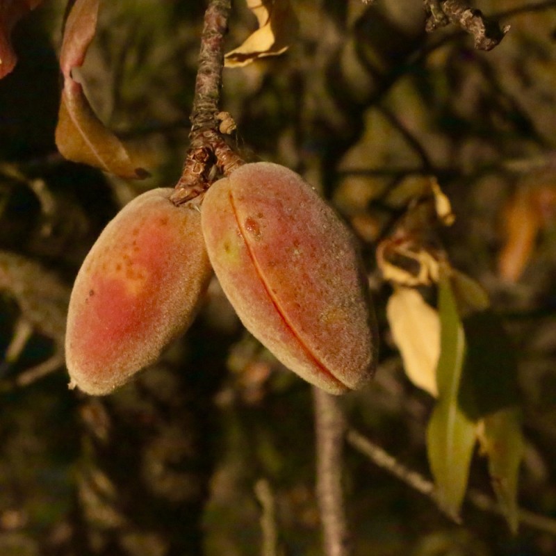 Mandeltræ, Sød mandel - Prunus amygdalus Dulcis