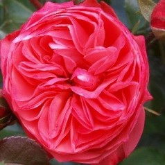 Rose Segovia - Slotsrose