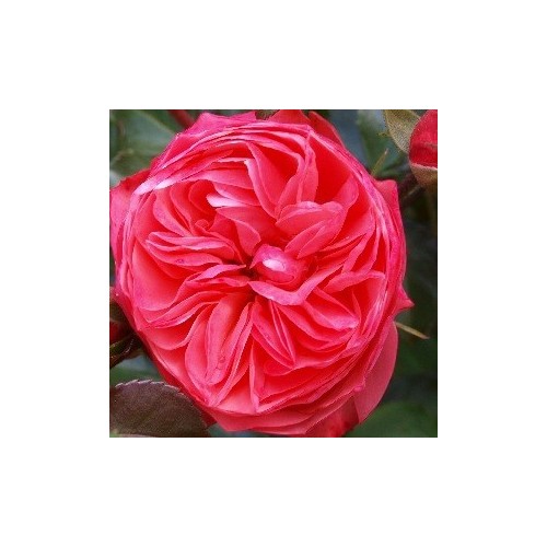 Rose Segovia - Slotsrose