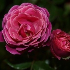 Rose Sønderskov - Slotsrose