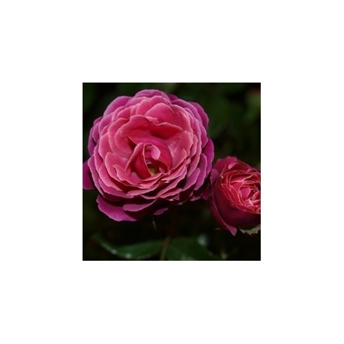 Rose Sønderskov - Slotsrose