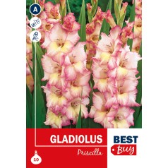 Gladiolus Priscilla - 10 Løg