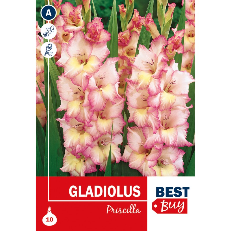 Gladiolus Priscilla - 10 Løg