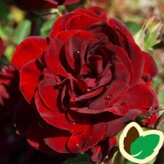 Rose Ruby Celebration - Lav Buketrose