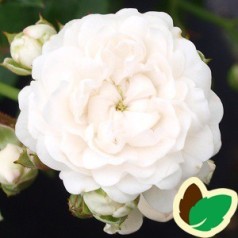 Rose Crystal Fairy - Bunddækkende rose