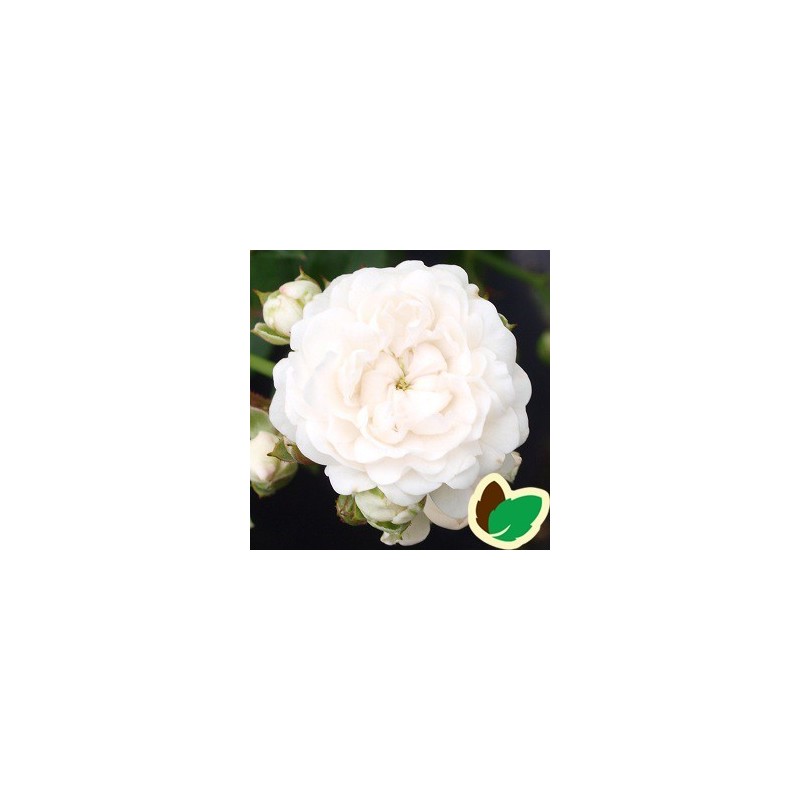 Rose Crystal Fairy - Bunddækkende rose