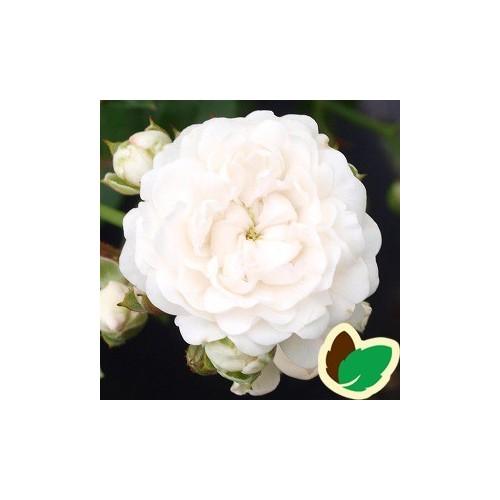 Rose Crystal Fairy - Bunddækkende rose