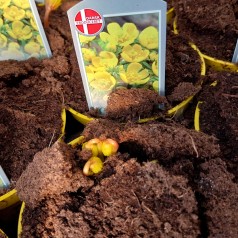 Erantis i potte - Eranthis...