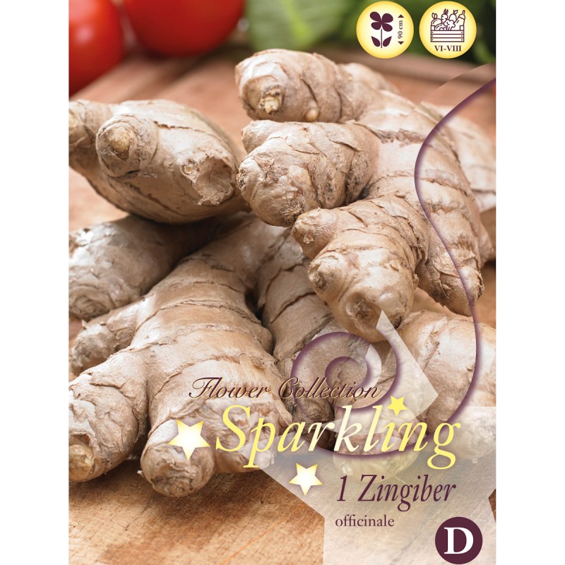 Ægte ingefær, Zingiber Officinale - 1 knold