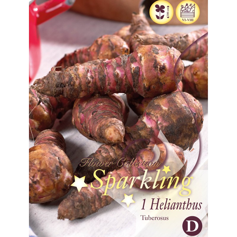 Jordskok, rødlig - 1 Knold