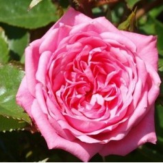 Rose Boogie-Woogie - Slyngrose Courtyard Climber