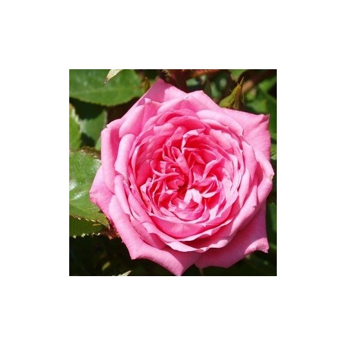 Rose Boogie-Woogie - Slyngrose Courtyard Climber