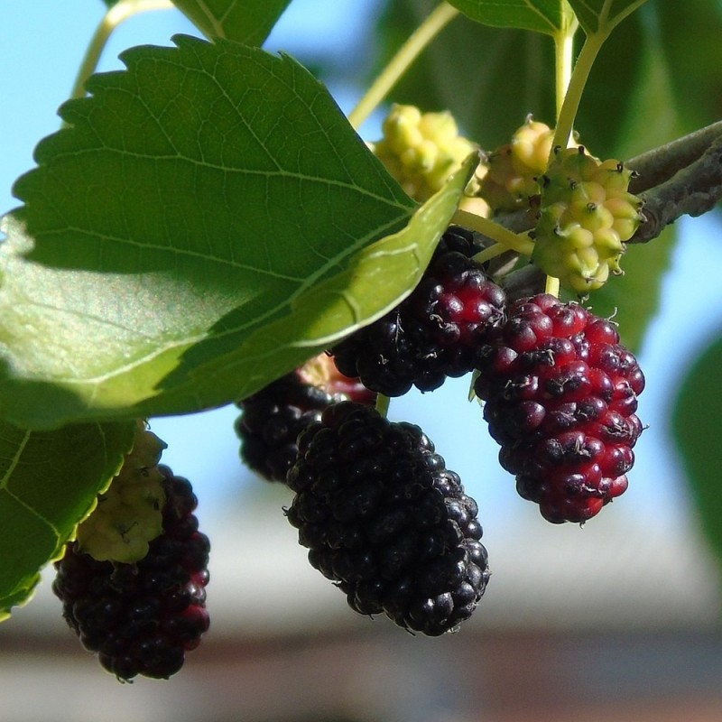 Morbær Illinois Everbearing 40-80cm - Morus alba x rubra Illinois Everbearing