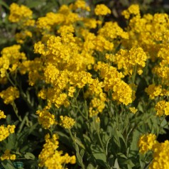 Guldslør Goldkugel - Aurinia saxatilis Goldkugel