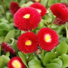 Tusindfryd Planet Red - Bellis perennis Planet Red