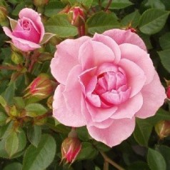 Rose Bournonville - Slyngrose Courtyard Climber