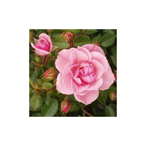 Rose Bournonville - Slyngrose Courtyard Climber