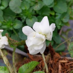 Martsviol Comte de Brazza - Viola odorata Comte de Brazza