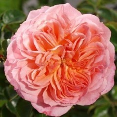 Rose Pirouette - Slyngrose Courtyard Climber