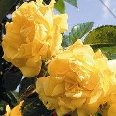 Rose Dukat- Slyngrose