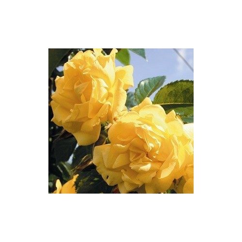 Rose Dukat- Slyngrose