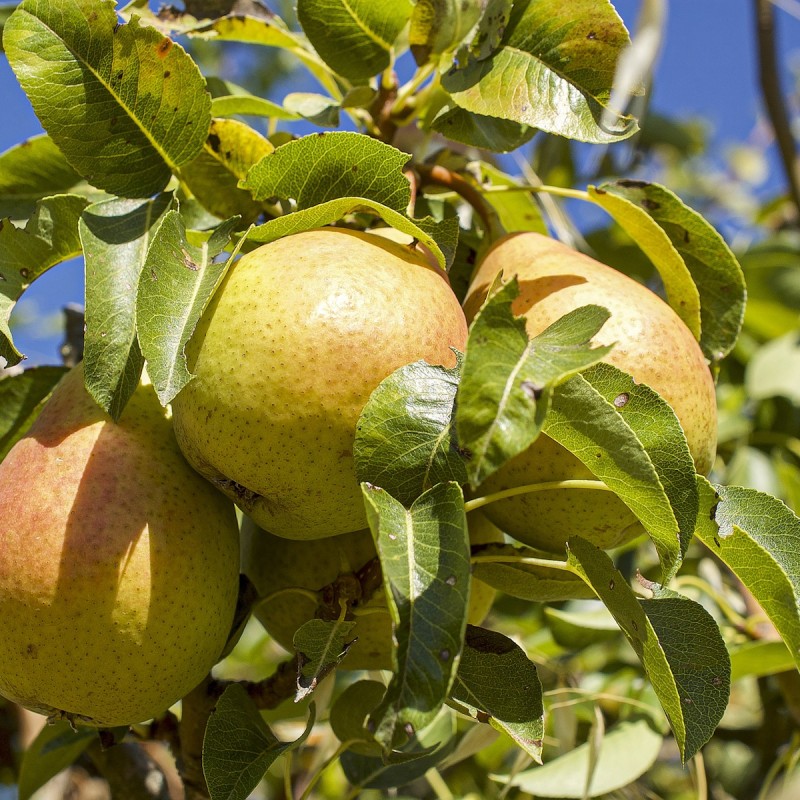 Pæretræ Gieser Wildeman - Lav stamme - Pyrus communis Gieser Wildeman