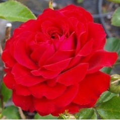 Rose Grand Award - Slyngrose Courtyard Rambler