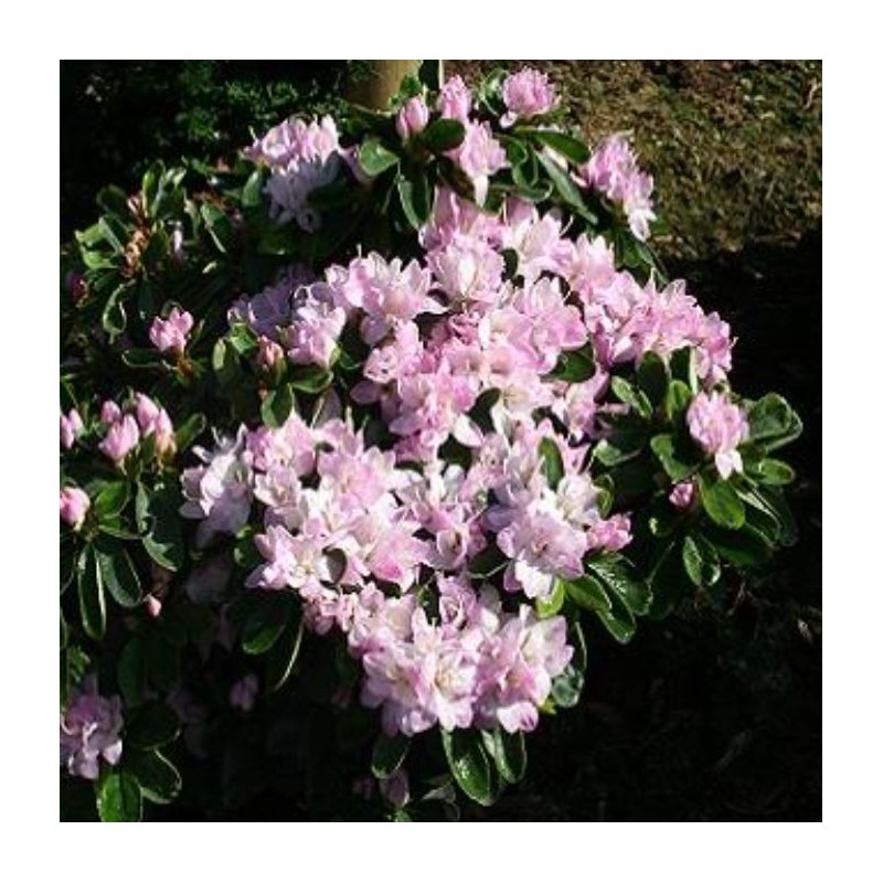 Japansk Azalea Neglige - Rhododendron Neglige