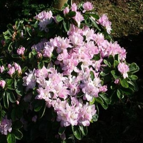 Japansk Azalea Neglige - Rhododendron Neglige