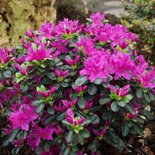 Japansk Azalea Lady Dark 20-40 cm. - Rhododendron Lady Dark