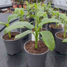 Bananpalme 30-40 cm. - Musa...