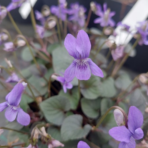 Pinseviol / Labrador Viol - Viola labradorica