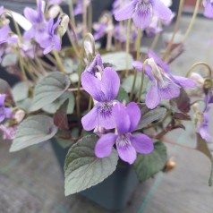 Pinseviol / Labrador Viol - Viola labradorica