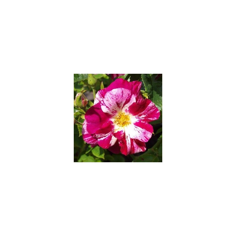 Rose Oh Wow - Slyngrose