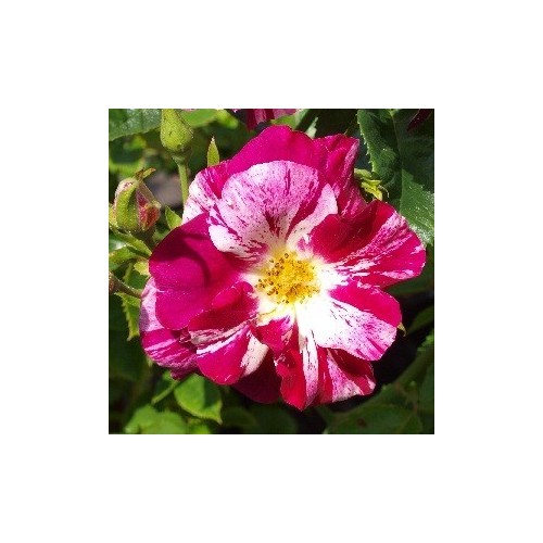 Rose Oh Wow - Slyngrose