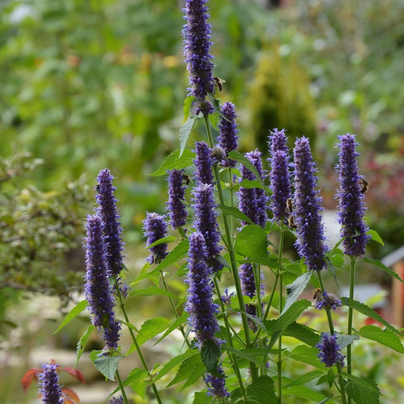 Anisisop / Indianermynte - Agastache foeniculum