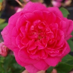 Rose Pink Cloud - Slyngrose