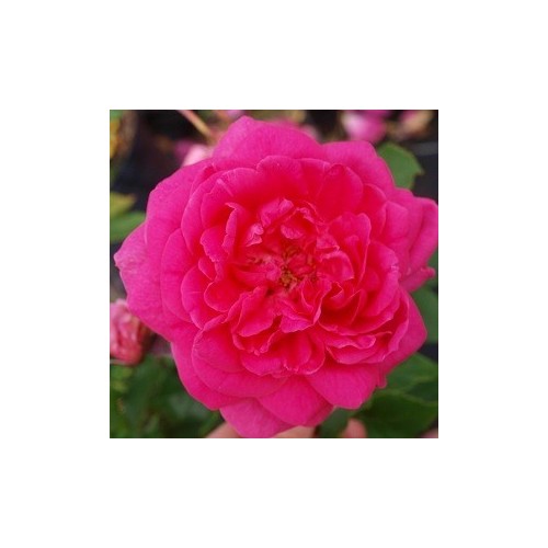 Rose Pink Cloud - Slyngrose