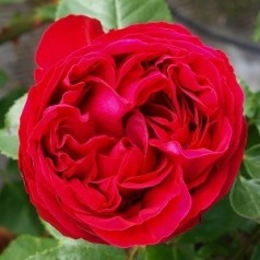 Rose Rød Willestrup - Slyngrose