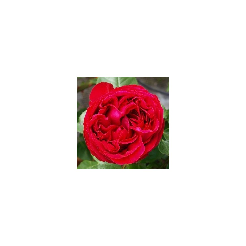 Rose Rød Willestrup - Slyngrose